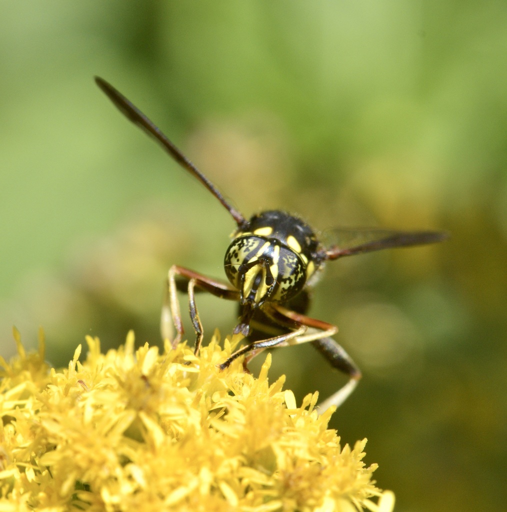 Four-lined Hornet Fly
