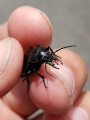 Calosoma luxatum