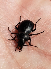 Calosoma luxatum