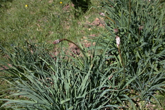 Asphodelus macrocarpus