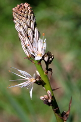 Asphodelus macrocarpus