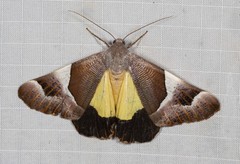 Niceteria macrocosma