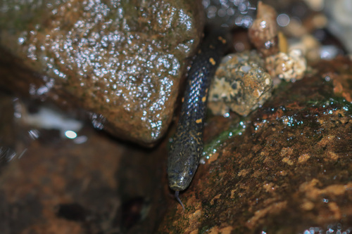 Photo of a Kikuzato's Brook Snake (Opisthotropis kikuzatoi)