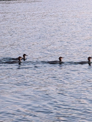 Common Merganser