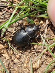 Calosoma luxatum