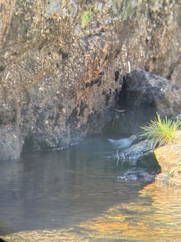 iNaturalist observation photo of American Dipper