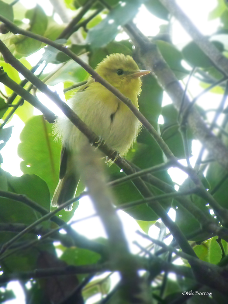 Laura's Woodland Warbler