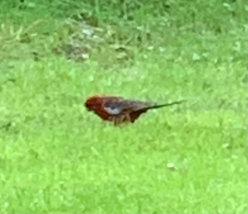 Crimson Rosella