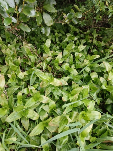 Succulent spiderwort (Tradescantia crassula)