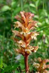Orobanche lutea