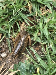 Gryllotalpa vineae