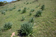 Asphodelus macrocarpus