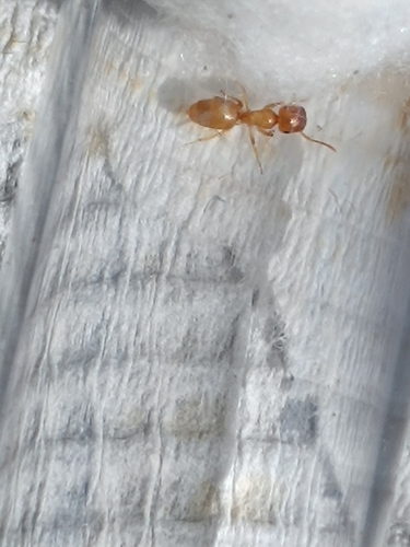 Colobopsis macrocephala