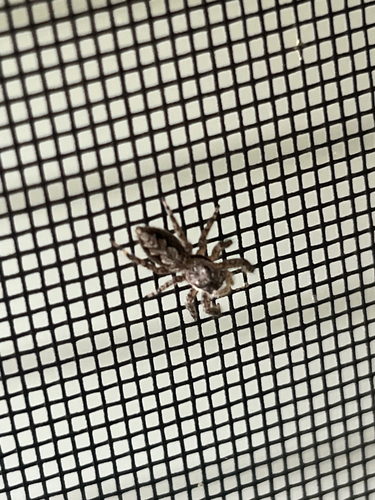 Tan Jumping Spider