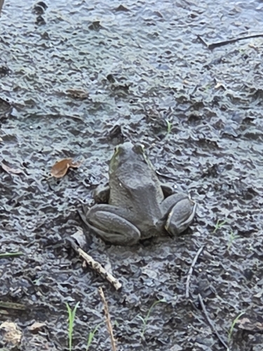American Bullfrog