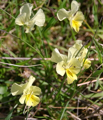 Viola eugeniae