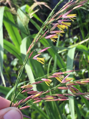 Zizaniopsis miliacea