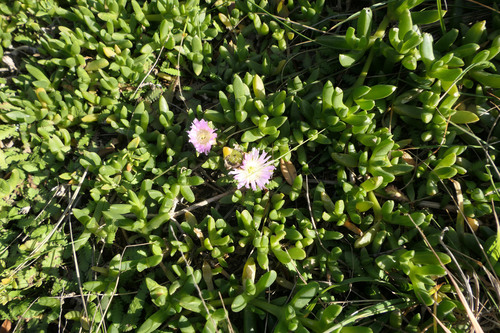 Disphyma australe, photograph 5