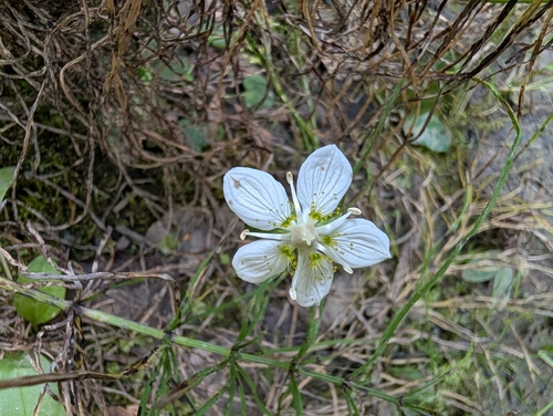 marsh grass-of-Parnassus