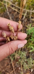 Silene drummondii