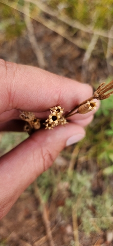 Silene drummondii, photograph 2