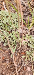Silene drummondii, photograph author not stated, no rights reserved