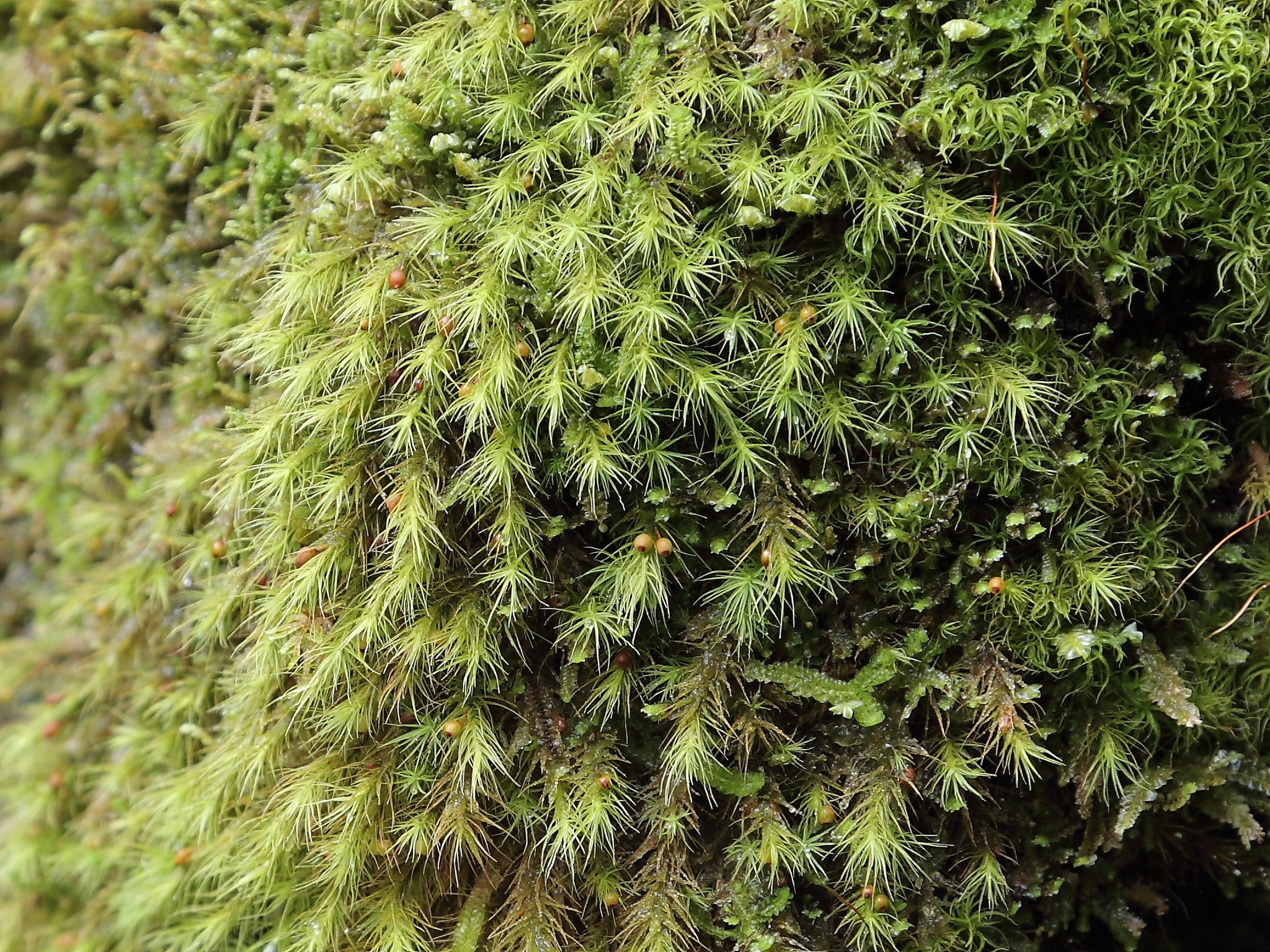 Bartramia halleriana