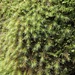 Haller's Apple Moss - Photo (c) Stefan Gey, some rights reserved (CC BY-NC), uploaded by Stefan Gey