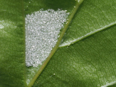 Aceria nervisequa