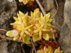 Phedimus stellatus