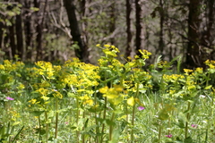 Smyrnium perfoliatum perfoliatum