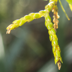 Phlegmariurus phlegmaria