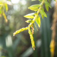 Phlegmariurus phlegmaria