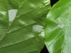 Aceria nervisequa