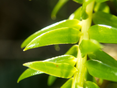 Phlegmariurus phlegmaria