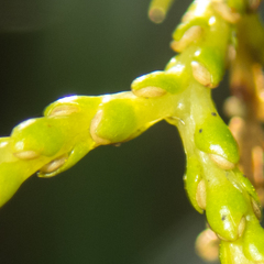 Phlegmariurus phlegmaria