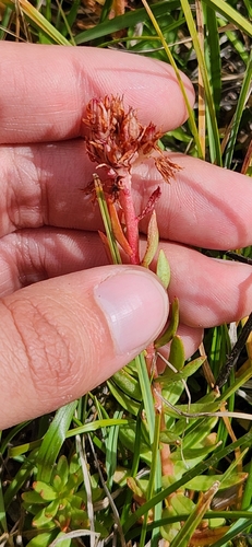 Rhodiola rhodantha, photograph 6