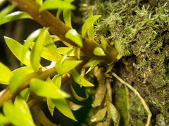 Phlegmariurus phlegmaria