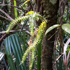 Phlegmariurus phlegmaria