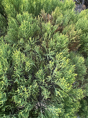 Veronica cupressoides