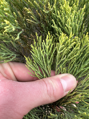 Veronica cupressoides, photograph 2