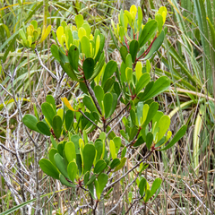 Lumnitzera littorea