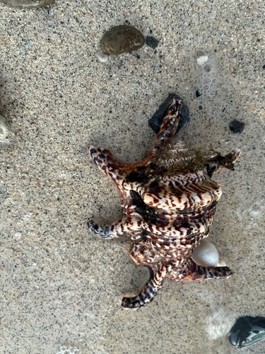 Lambis chiragra observed 2026-08-17