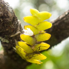 Microsaccus griffithii