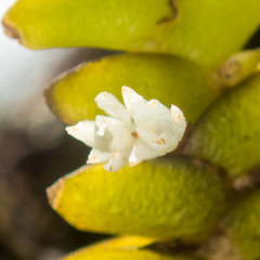 Microsaccus griffithii