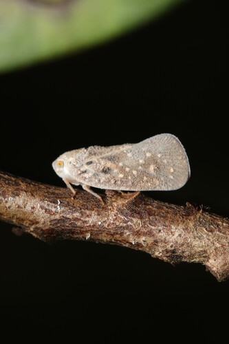Citrus Flatid Planthopper
