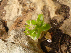 Phedimus stellatus
