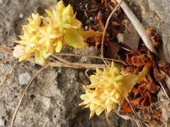 Phedimus stellatus