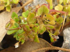 Phedimus stellatus