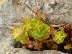 Phedimus stellatus